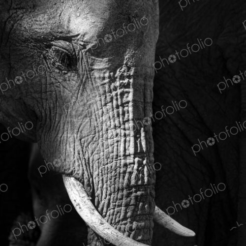 A side profile of an elephant's head, Loxodonta africana, looking out of frame, in… A side profile of an elephant's head, Loxodonta africana, looking out of frame, in…