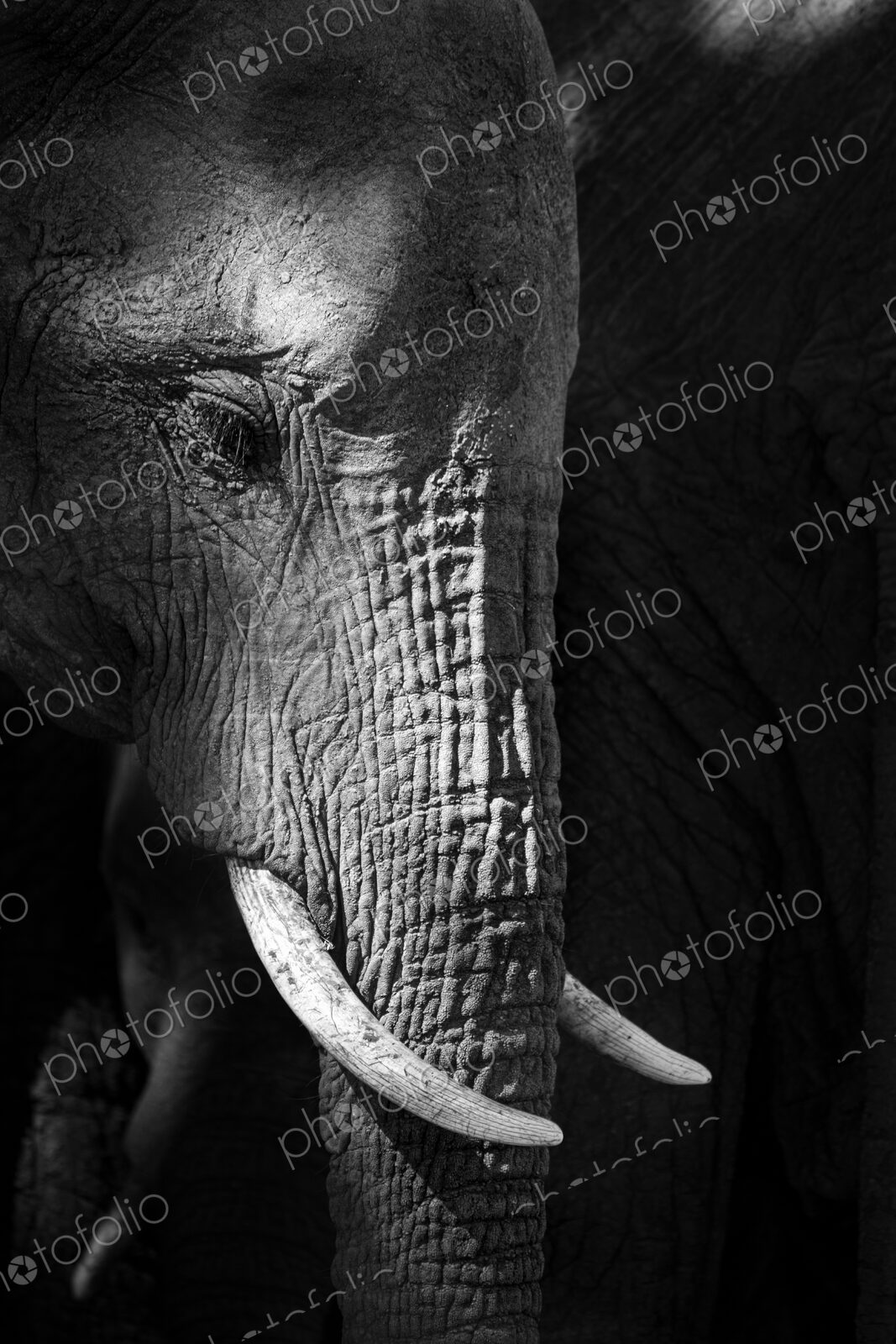 A side profile of an elephant’s head, Loxodonta africana, looking out of frame, in…