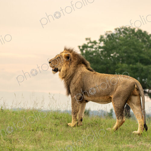 A side profile view of a male lion, Panthera leo, standing in grass.