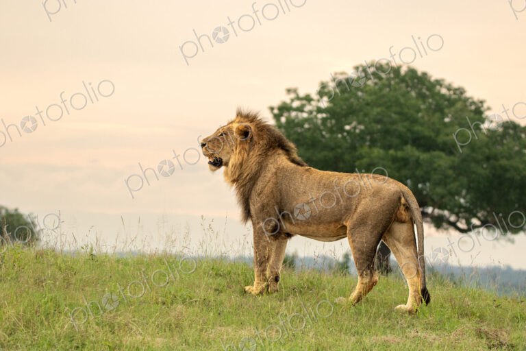 A side profile view of a male lion, Panthera leo, standing in grass.