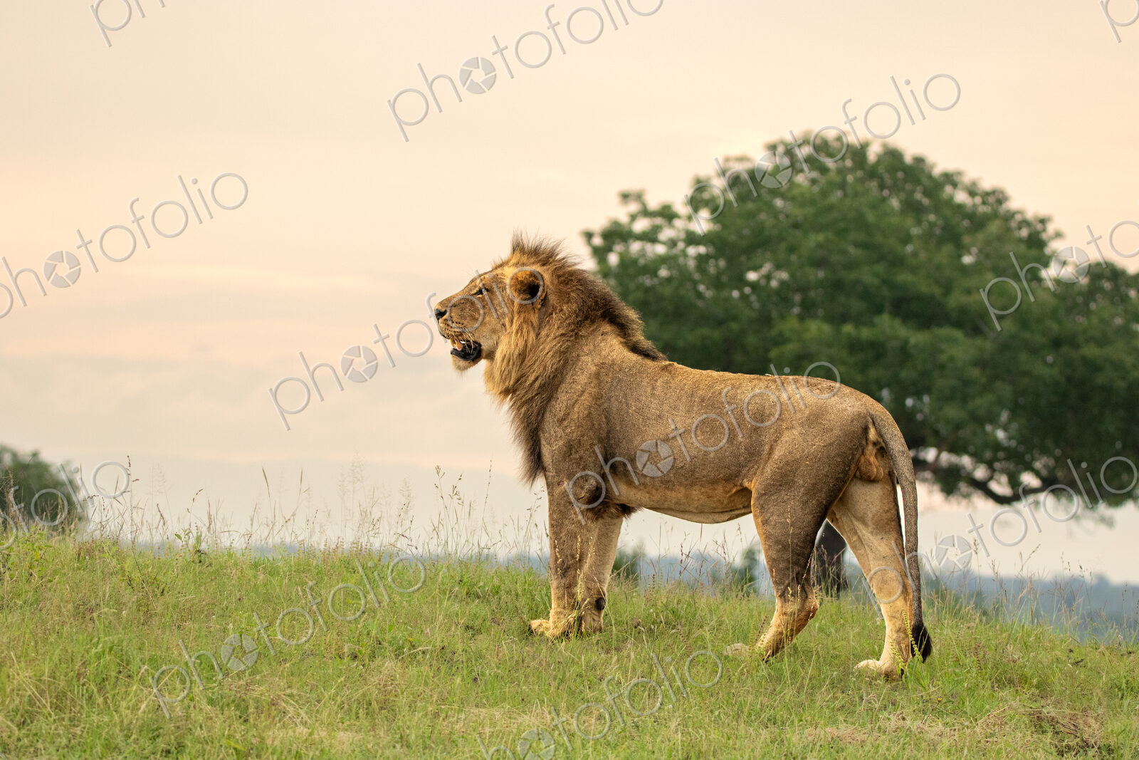A side profile view of a male lion, Panthera leo, standing in grass.
