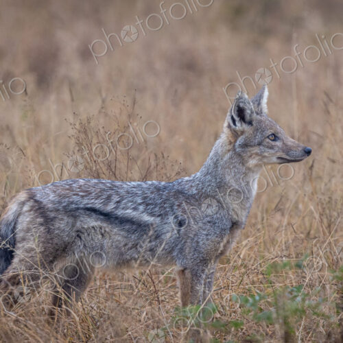 A sidestriped jackal, Canis adustus, standing in grass, side profile.