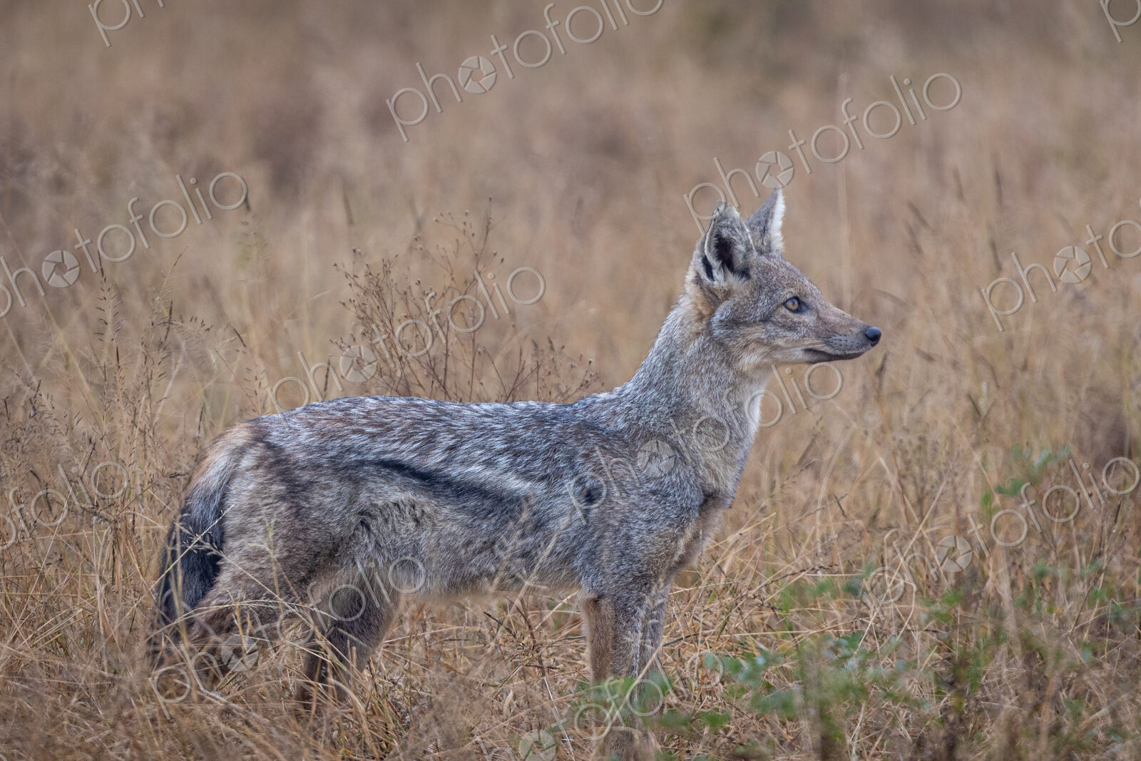 A sidestriped jackal, Canis adustus, standing in grass, side profile.