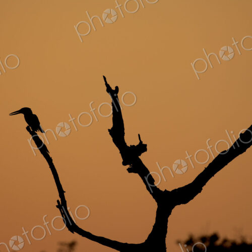 A silhouette of a Giant kingfisher, Megaceryle maxima, on a branch, sunset backdrop. A silhouette of a Giant kingfisher, Megaceryle maxima, on a branch, sunset backdrop.