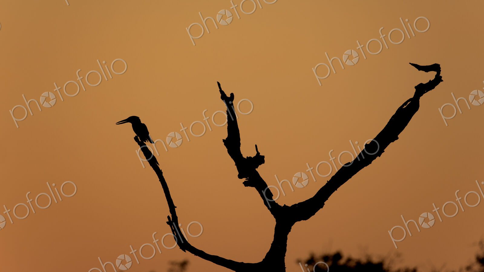 A silhouette of a Giant kingfisher, Megaceryle maxima, on a branch, sunset backdrop.