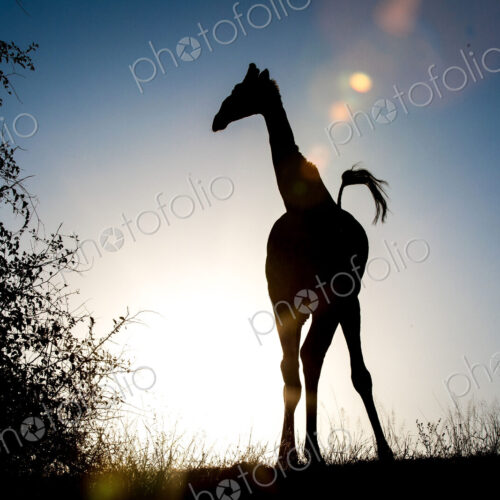 A silhouette of a giraffe, Giraffa camelopardalis, knees bowed inwards, tail up in air. A silhouette of a giraffe, Giraffa camelopardalis, knees bowed inwards, tail up in air.