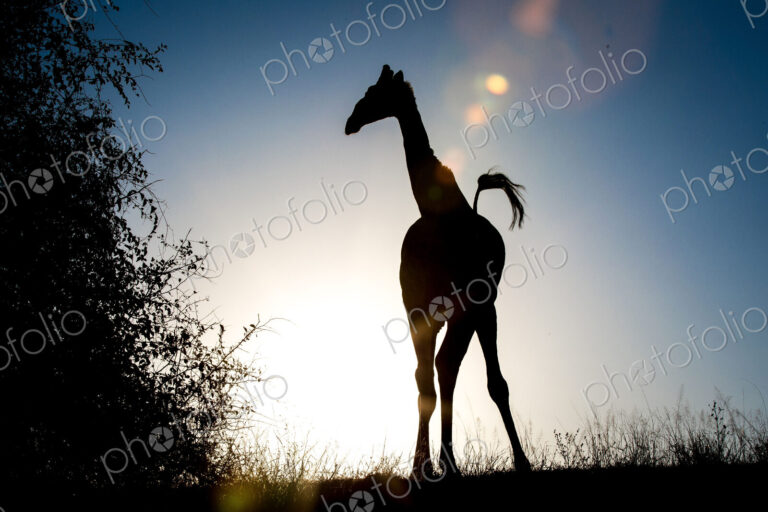 A silhouette of a giraffe, Giraffa camelopardalis, knees bowed inwards, tail up in air.