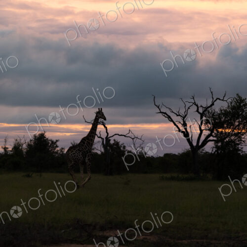A silhouette of a giraffe, Giraffa, walking through grasslands, during sunset. A silhouette of a giraffe, Giraffa, walking through grasslands, during sunset.