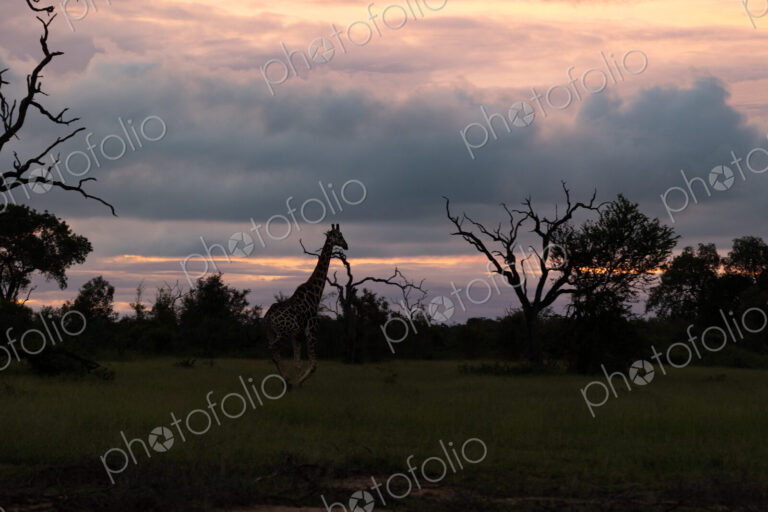 A silhouette of a giraffe, Giraffa, walking through grasslands, during sunset.