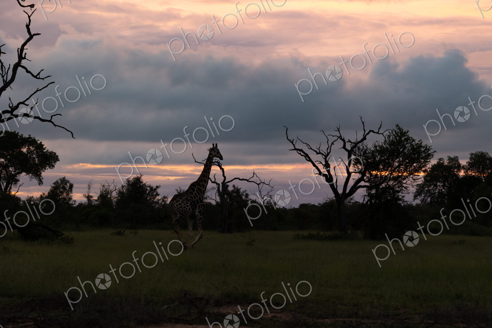 A silhouette of a giraffe, Giraffa, walking through grasslands, during sunset.