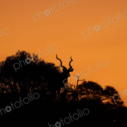 A silhouette of a kudu, Tragelaphus strepsiceros, during sunset. A silhouette of a kudu, Tragelaphus strepsiceros, during sunset.