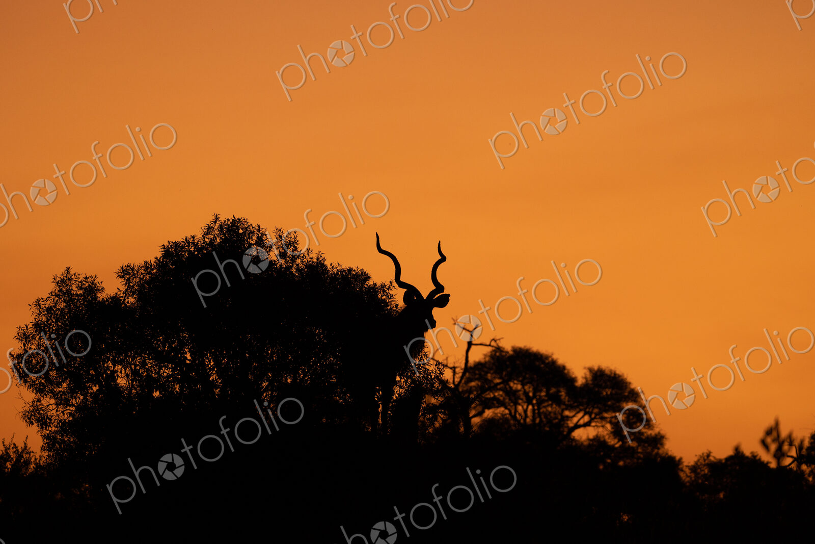 A silhouette of a kudu, Tragelaphus strepsiceros, during sunset.