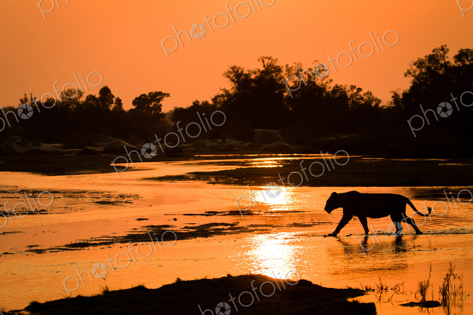 A silhouette of a lioness, Panthera leo, walking across shallow river with reflections…