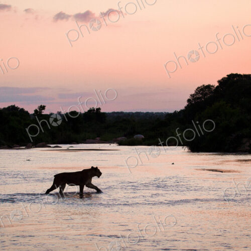 A silhouette of a lioness, Panthera leo, with short tail, walking across shallow river… A silhouette of a lioness, Panthera leo, with short tail, walking across shallow river…