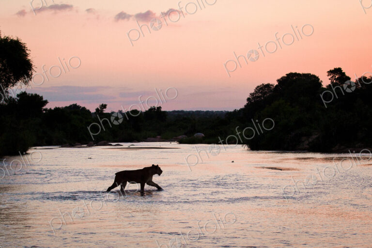 A silhouette of a lioness, Panthera leo, with short tail, walking across shallow river…