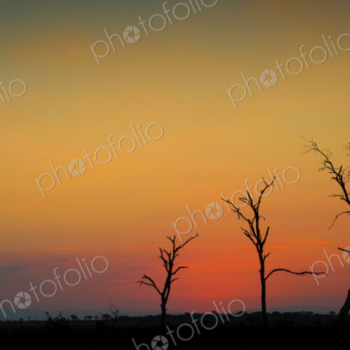 A silhouette of three bare trees against a sunset over the horizon A silhouette of three bare trees against a sunset over the horizon
