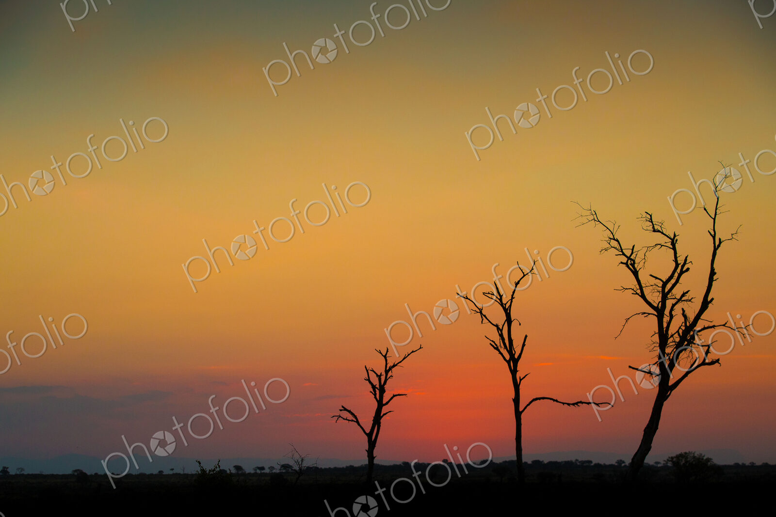 A silhouette of three bare trees against a sunset over the horizon