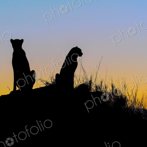 A silhouette of two cheetah, Acinonyx jubatus, as they sit on a termite mound at sunset A silhouette of two cheetah, Acinonyx jubatus, as they sit on a termite mound at sunset