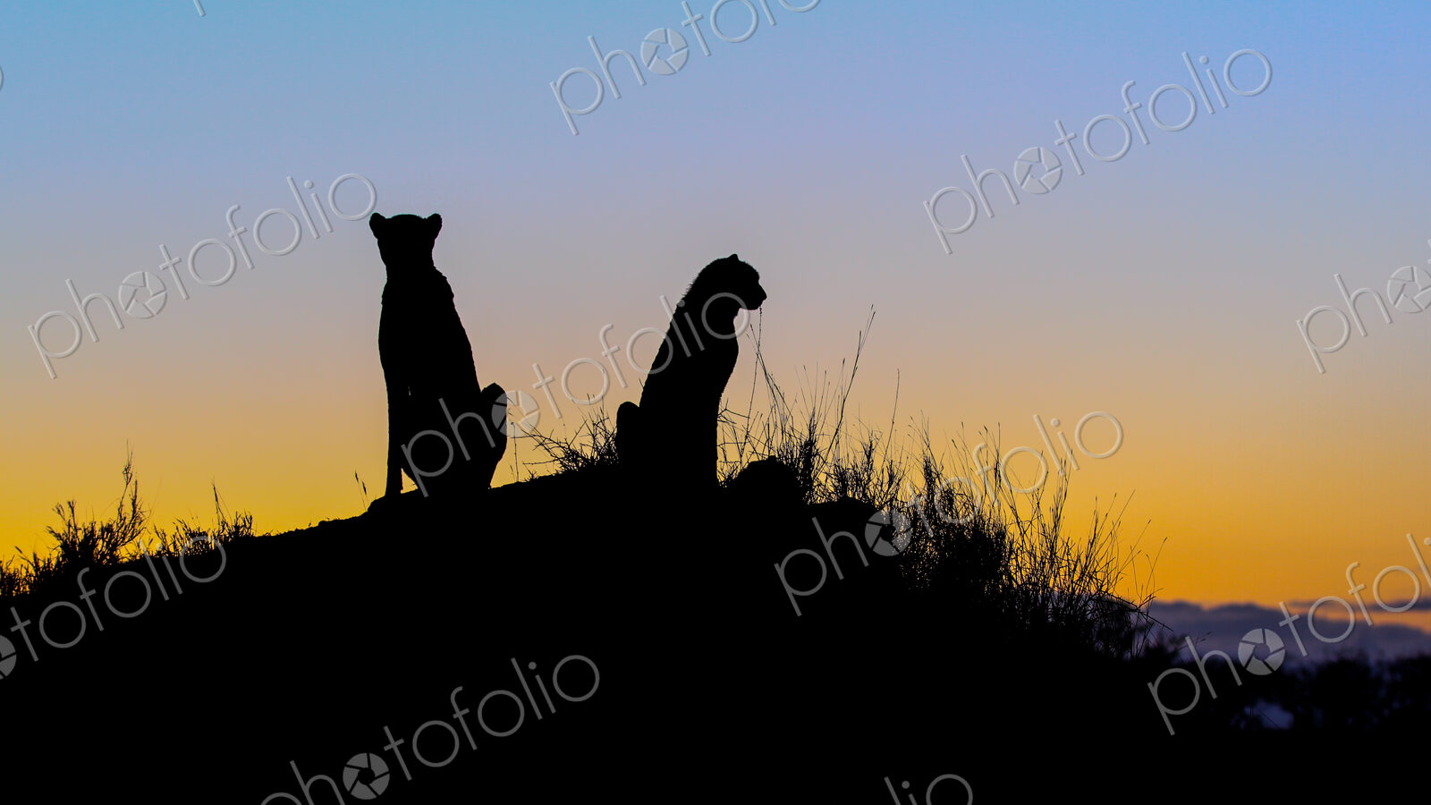 A silhouette of two cheetah, Acinonyx jubatus, as they sit on a termite mound at sunset