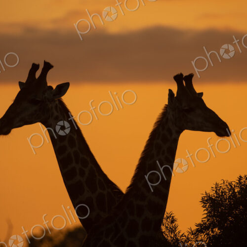 A silhouette of two giraffes, Giraffa, during sunset. A silhouette of two giraffes, Giraffa, during sunset.