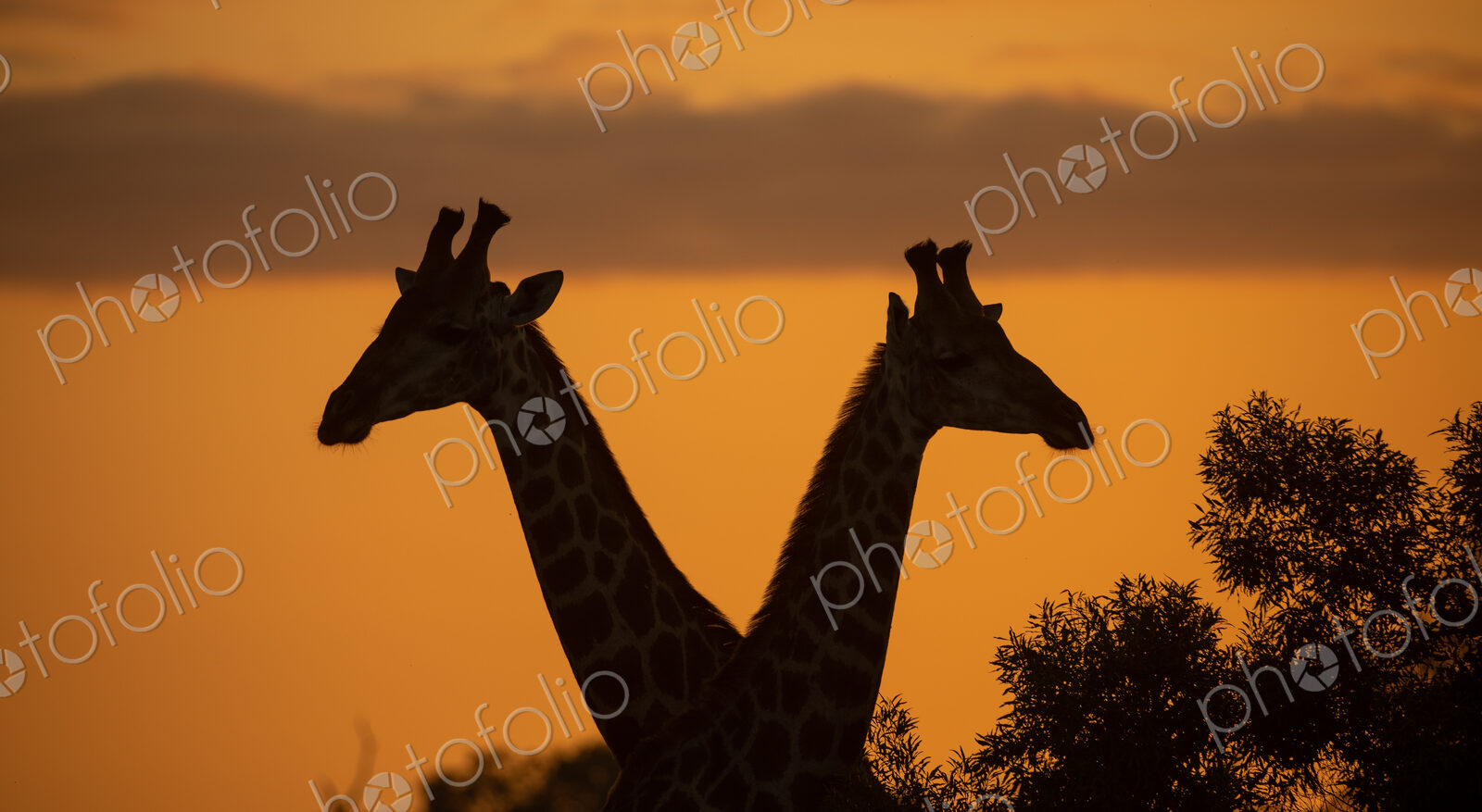 A silhouette of two giraffes, Giraffa, during sunset.