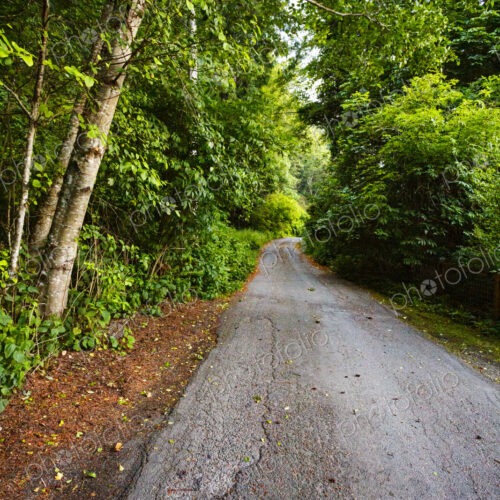 A single lane rural road running throug woodland, trees on either side. A single lane rural road running throug woodland, trees on either side.