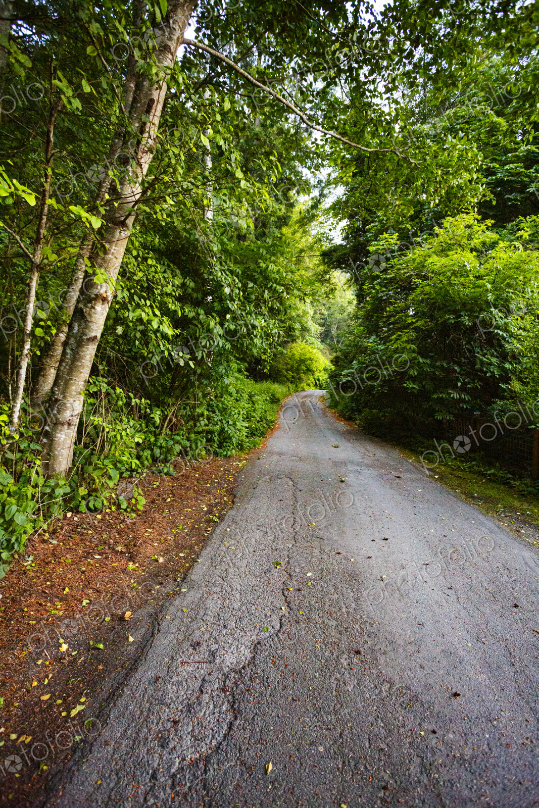 A single lane rural road running through woodland, trees on either side.