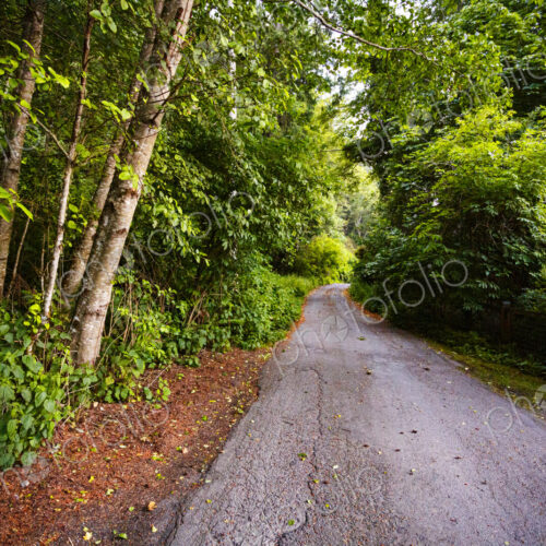 A single lane rural road running throug woodland, trees on either side. A single lane rural road running throug woodland, trees on either side.