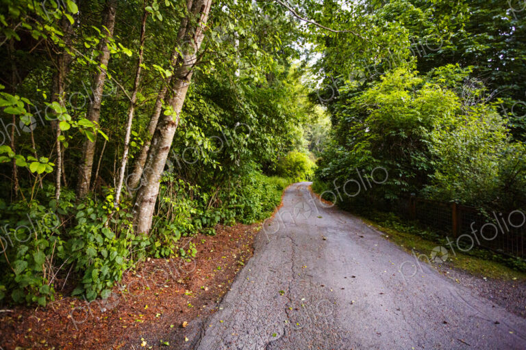 A single lane rural road running throug woodland, trees on either side.