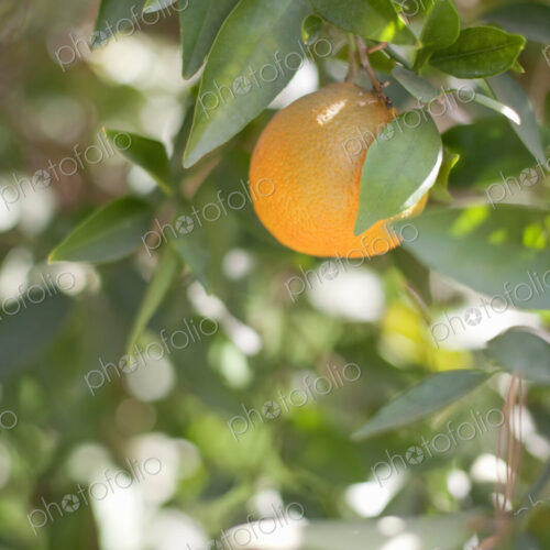 A single orange fruit hanging from a fruit tree in leaf. An organic orchard fruit. A single orange fruit hanging from a fruit tree in leaf. An organic orchard fruit.