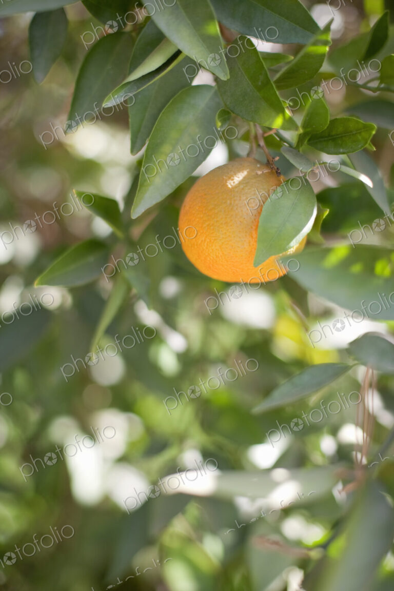 A single orange fruit hanging from a fruit tree in leaf. An organic orchard fruit.
