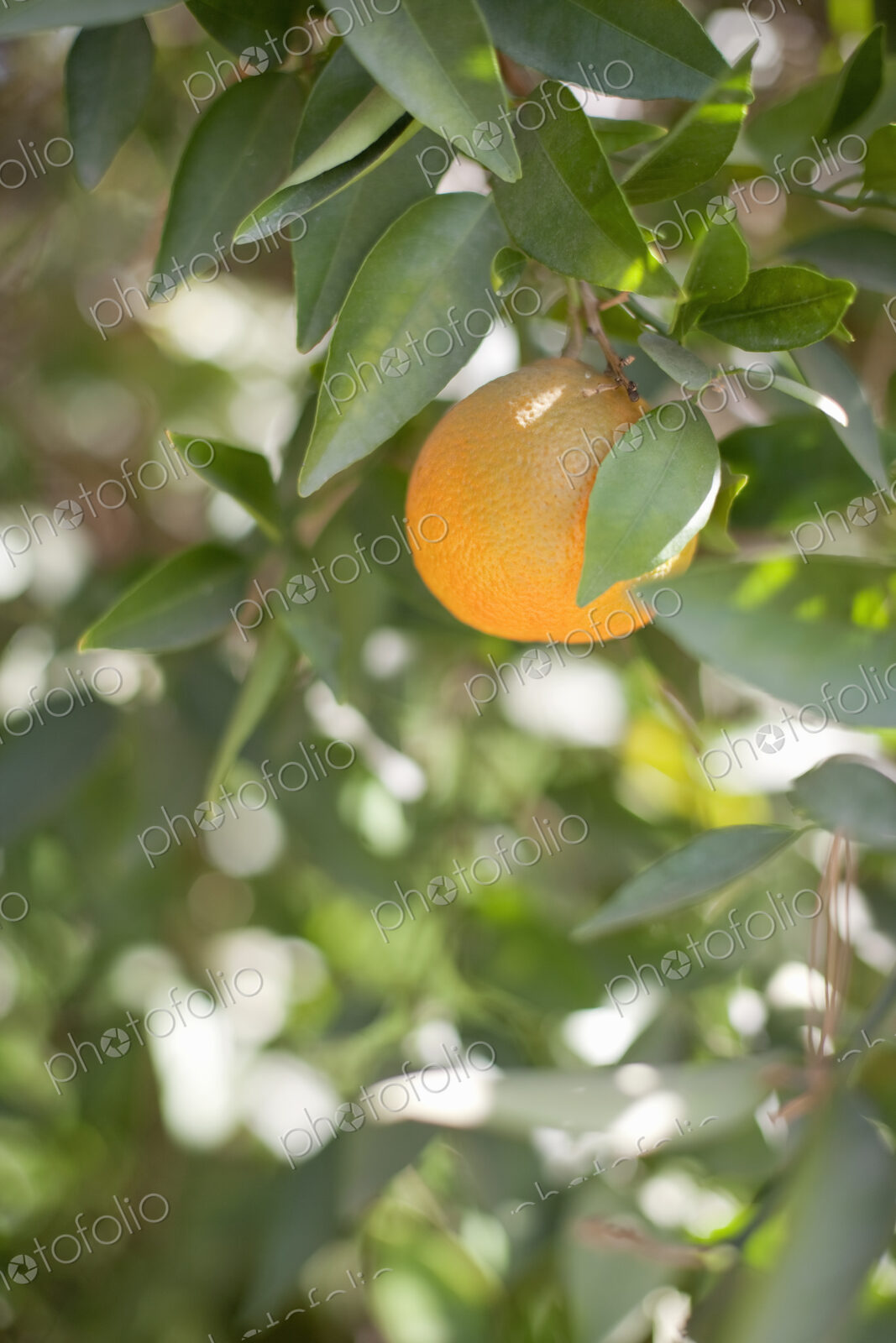 A single orange fruit hanging from a fruit tree in leaf. An organic orchard fruit.