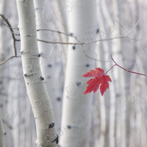 A single red maple leaf in autumn, against a background of aspen tree trunks with… A single red maple leaf in autumn, against a background of aspen tree trunks with…