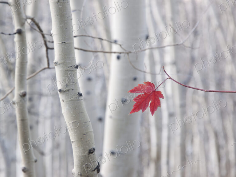 A single red maple leaf in autumn, against a background of aspen tree trunks with…
