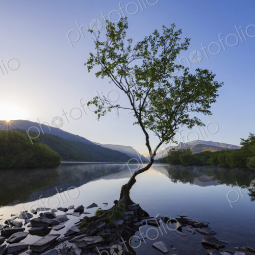 A single tree on the edge of Llyn Padarm, a glacially formed lake, view at dusk, flat…