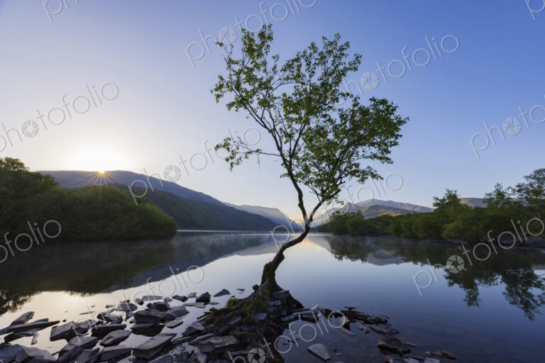 A single tree on the edge of Llyn Padarm, a glacially formed lake, view at dusk, flat…