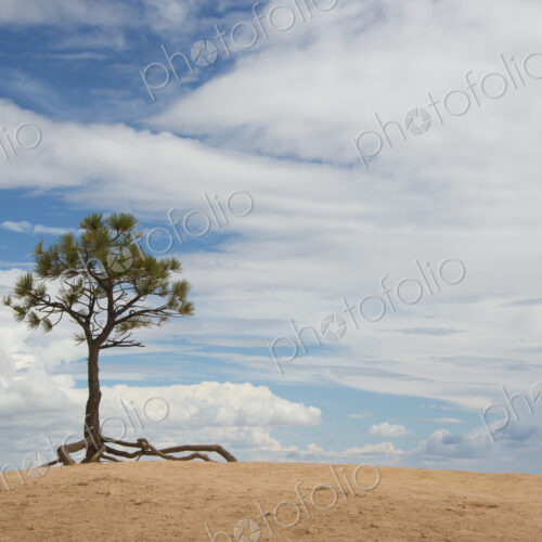 A single tree with aerial roots in a desert landscape, in the Bryce national park. A single tree with aerial roots in a desert landscape, in the Bryce national park.