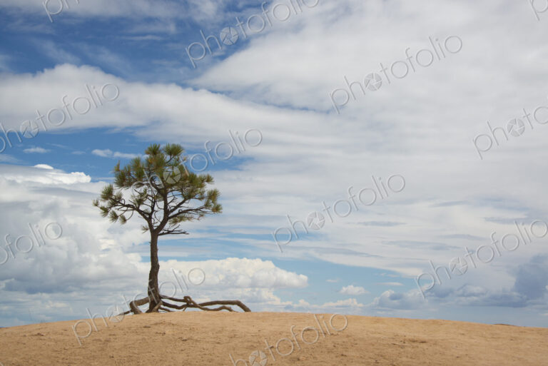 A single tree with aerial roots in a desert landscape, in the Bryce national park.