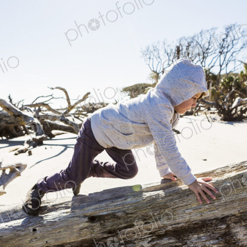 A six year old boy on a beach climbing up a driftwood tree trunk