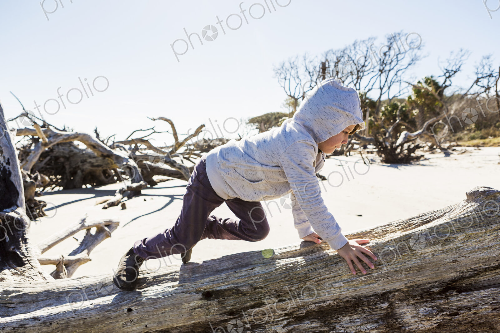 A six year old boy on a beach climbing up a driftwood tree trunk