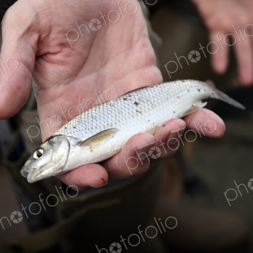 A small Dace fish, a caught fish held in an angler's hand. A small Dace fish, a caught fish held in an angler's hand.