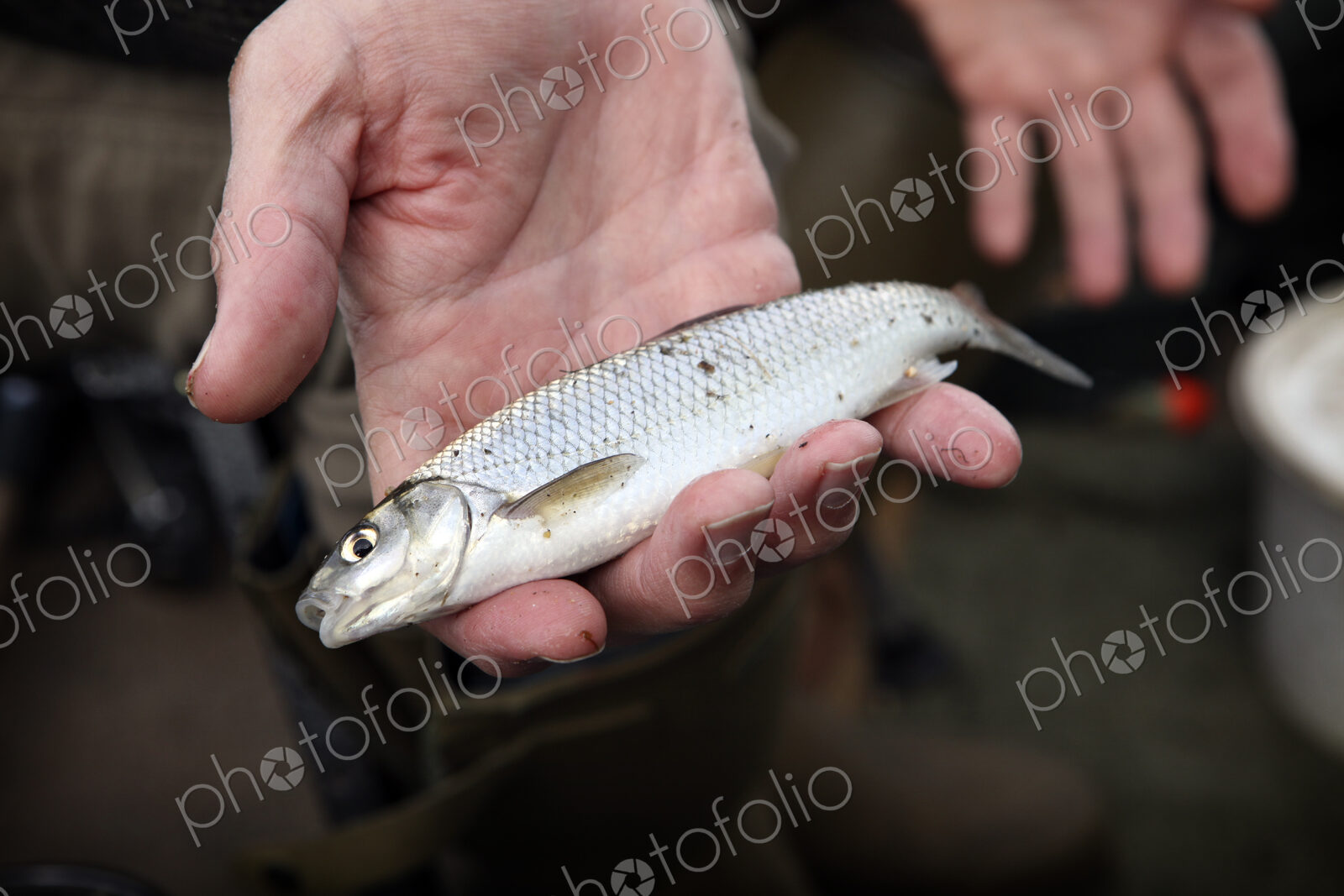 A small Dace fish, a caught fish held in an angler’s hand.