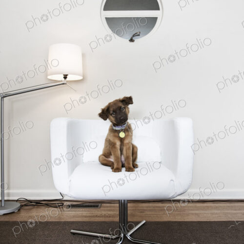 A small brown dog with a collar seated in a white chair head tilted.