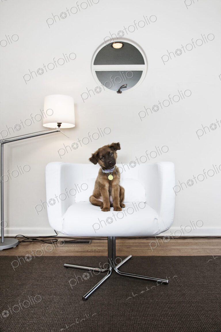 A small brown dog with a collar seated in a white chair head tilted.