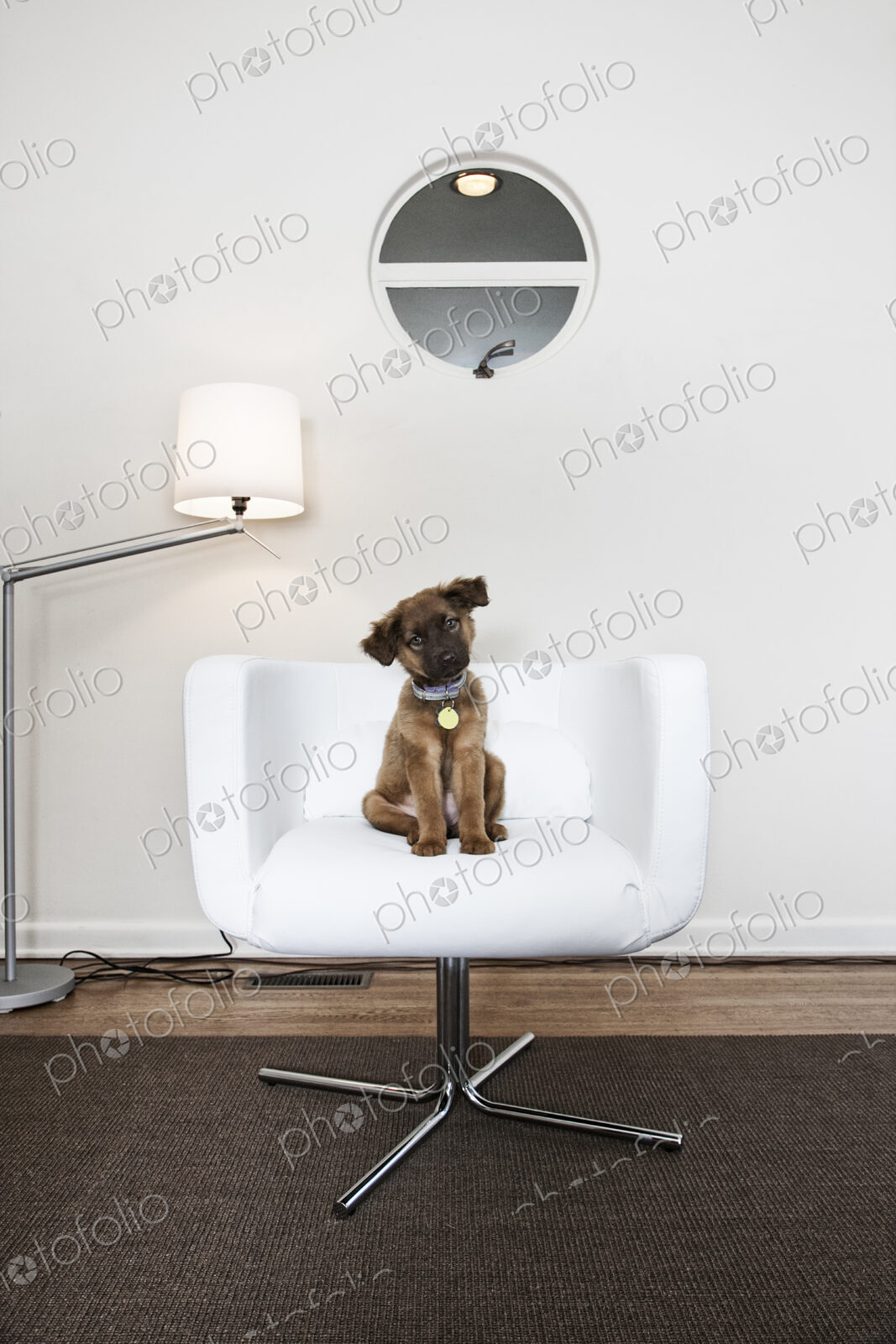 A small brown dog with a collar seated in a white chair head tilted.