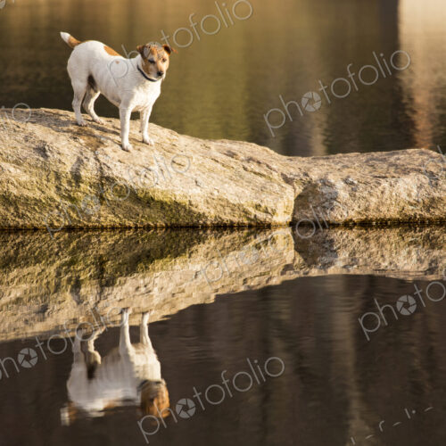 A small dog at the side of a lake. A small dog at the side of a lake.