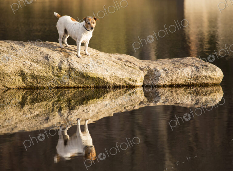 A small dog at the side of a lake.