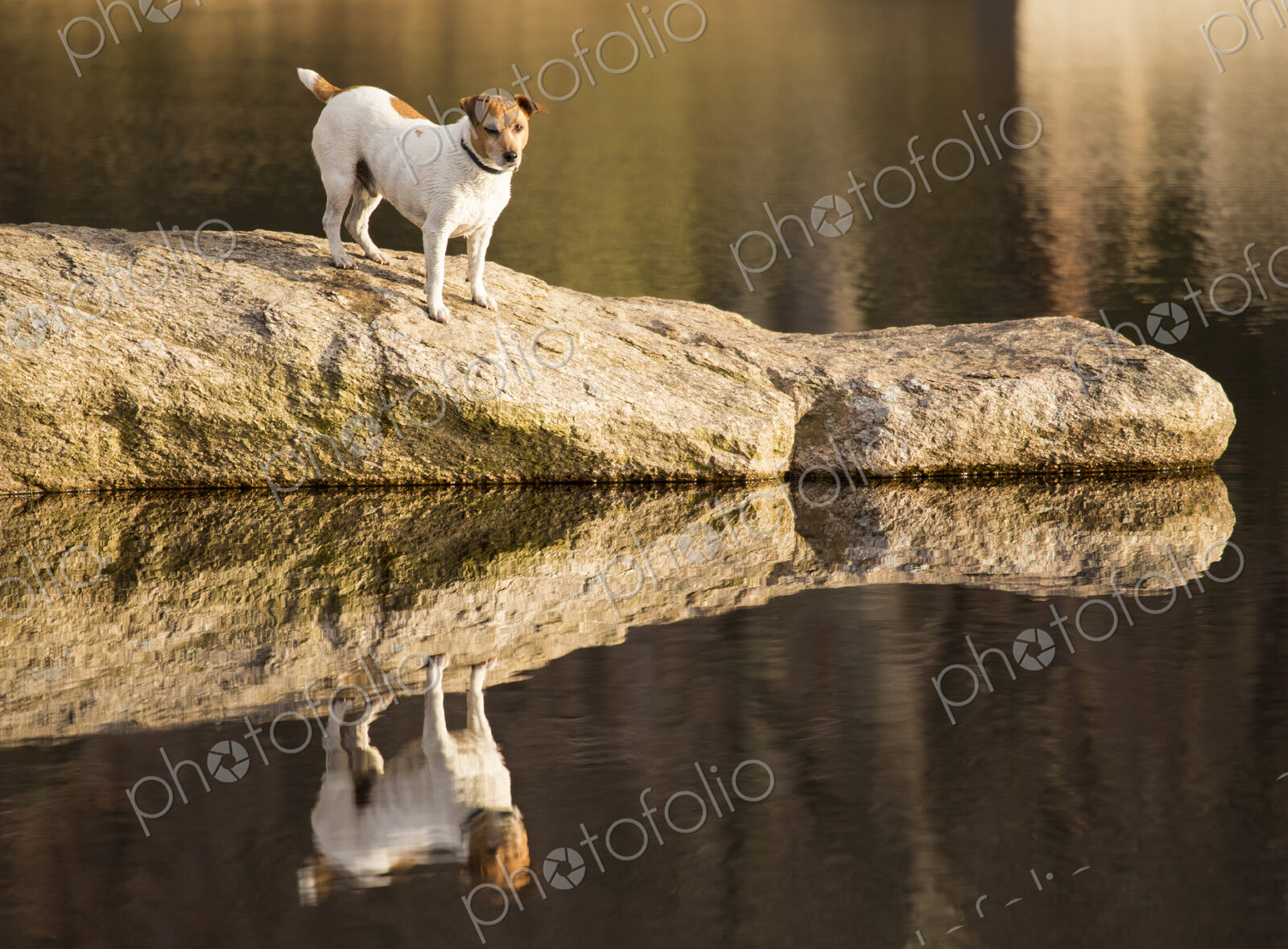 A small dog at the side of a lake.