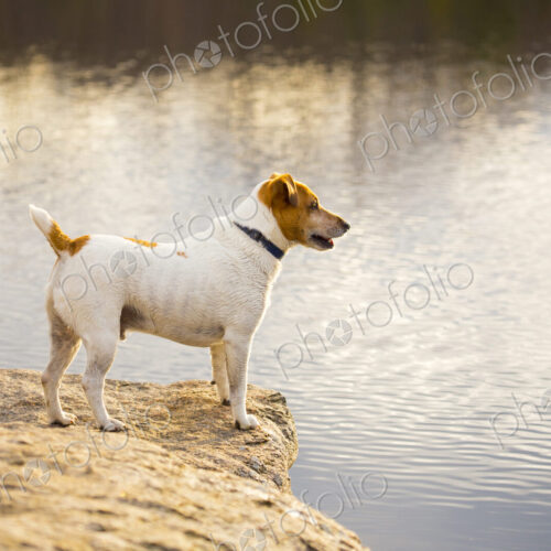 A small dog at the side of a lake. A small dog at the side of a lake.