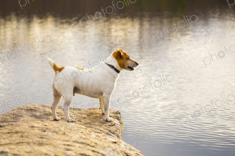 A small dog at the side of a lake.